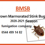 bmsb 2020-2021 ilan resmi