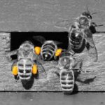 gerçek bal ilan resmi