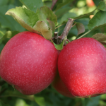 meyve fidanı ilan resmi