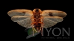 hamam böceği i̇laçlama ilan resmi